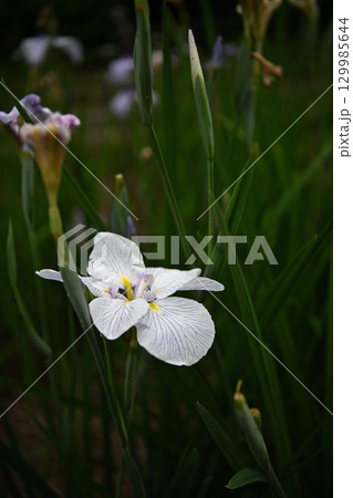 初夏の公園に咲く白い花菖蒲 初夏の公園に咲く白い花菖蒲 129985644