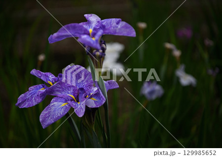 青い花菖蒲 129985652