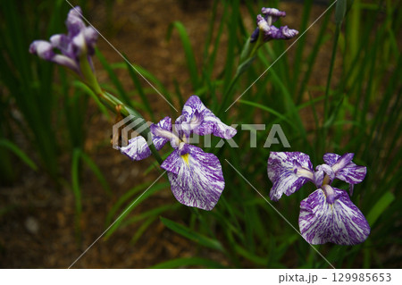青い花菖蒲 129985653