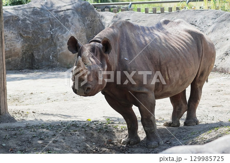 ヒガシクロサイ 129985725