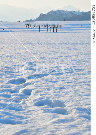 池ケ原のはさ木(新潟県) 池ケ原のはさ木(新潟県) 129985755