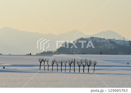 池ケ原のはさ木（新潟県） 129985763