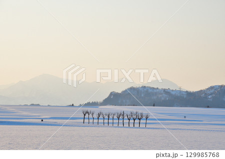池ケ原のはさ木(新潟県) 池ケ原のはさ木(新潟県) 129985768
