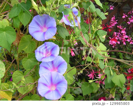 スター咲の青いアサガオの花 スター咲の青いアサガオの花 129985803