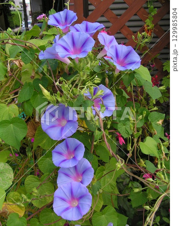スター咲の青いアサガオの花 129985804