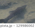 福島　土湯温泉　風景　2025年7月 129986002