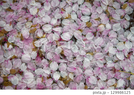 ソメイヨシノの桜の花びらが水の上に浮かんでいます。 ソメイヨシノの桜の花びらが水の上に浮かんでいます。 129986125