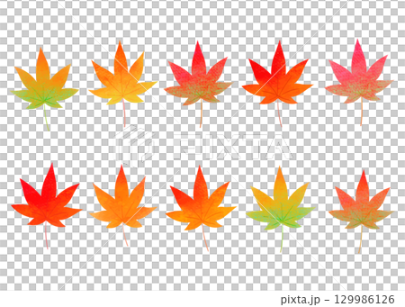 秋　カラフルなカエデのイラスト 129986126