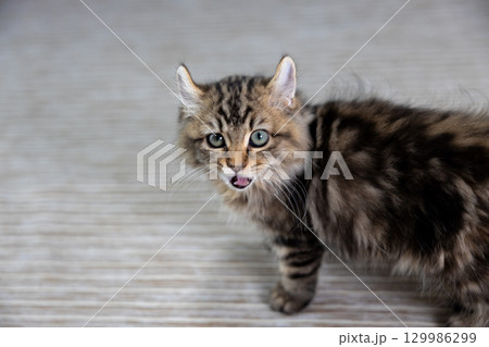 生後3か月の仔猫（アメリカンカール） 129986299