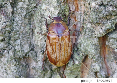コフキコガネ 129986511