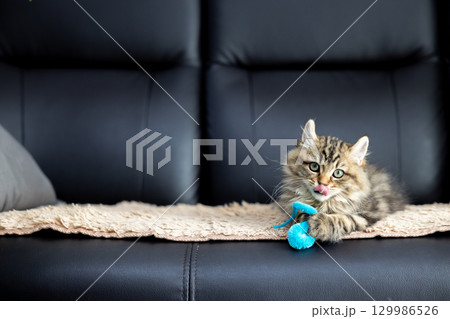 黒い革製のソファの上でおもちゃで遊んでいる生後3か月の仔猫(アメリカンカール) 黒い革製のソファの上でおもちゃで遊んでいる生後3か月の仔猫(アメリカンカール) 129986526