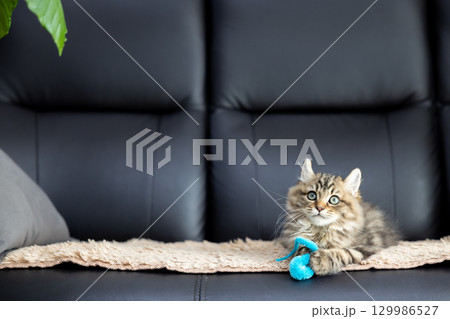 黒い革製のソファの上でおもちゃで遊んでいる生後3か月の仔猫(アメリカンカール) 黒い革製のソファの上でおもちゃで遊んでいる生後3か月の仔猫(アメリカンカール) 129986527