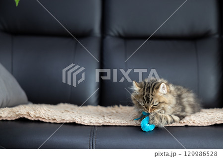 黒い革製のソファの上でおもちゃで遊んでいる生後3か月の仔猫(アメリカンカール) 黒い革製のソファの上でおもちゃで遊んでいる生後3か月の仔猫(アメリカンカール) 129986528