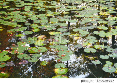 南禅寺の塔頭　天授庵　池泉回遊式庭園の美しい池（京都府京都市左京区） 129986537