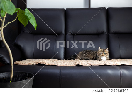 黒い革製のソファの上で寝転んでいる生後3か月の仔猫（アメリカンカール） 129986565
