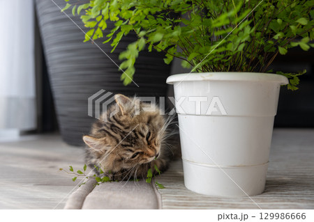 観葉植物で遊んでいる生後3か月の仔猫(アメリカンカール) 観葉植物で遊んでいる生後3か月の仔猫(アメリカンカール) 129986666