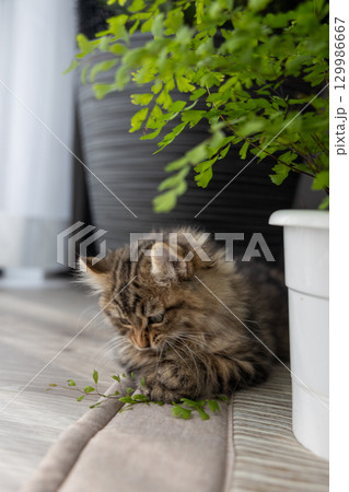 観葉植物で遊んでいる生後3か月の仔猫（アメリカンカール） 129986667