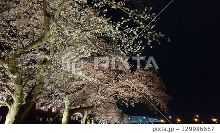 日本桜名所100選 足羽川の桜 129986687