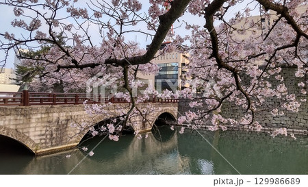 福井城跡の桜と堀 129986689