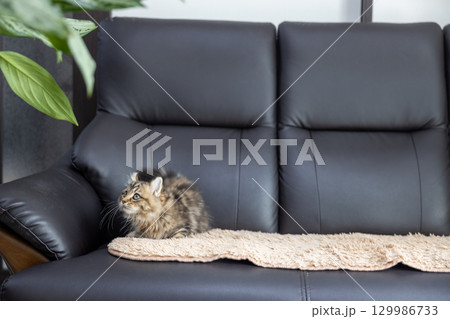 黒い革製のソファの上にいる生後3か月の仔猫(アメリカンカール) 黒い革製のソファの上にいる生後3か月の仔猫(アメリカンカール) 129986733
