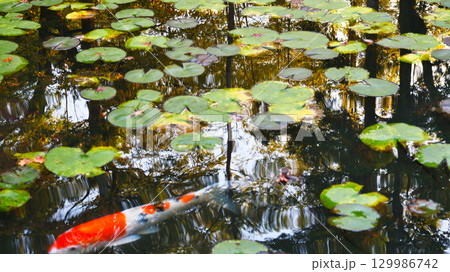 南禅寺の塔頭 天授庵 池泉回遊式庭園の美しい池(京都府京都市左京区) 南禅寺の塔頭 天授庵 池泉回遊式庭園の美しい池(京都府京都市左京区) 129986742