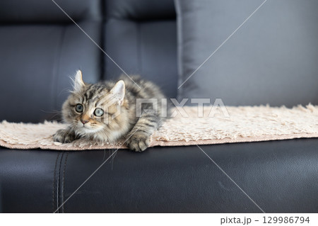 黒い革製のソファの上にいる生後3か月の仔猫（アメリカンカール） 129986794