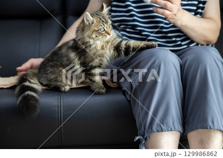 黒い革製のソファの上にいる生後3か月の仔猫（アメリカンカール）と飼い主 129986862