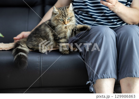 黒い革製のソファの上にいる生後3か月の仔猫（アメリカンカール）と飼い主 129986863