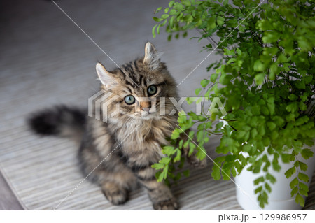 観葉植物と生後3か月の仔猫（アメリカンカール） 129986957
