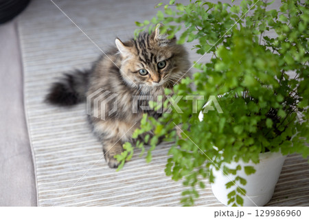 観葉植物と生後3か月の仔猫（アメリカンカール） 129986960
