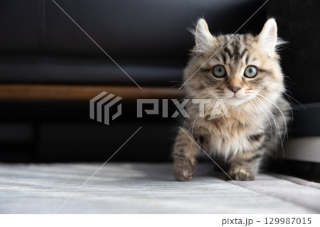 生後3か月の仔猫（アメリカンカール） 129987015