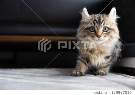 生後3か月の仔猫(アメリカンカール) 生後3か月の仔猫(アメリカンカール) 129987016