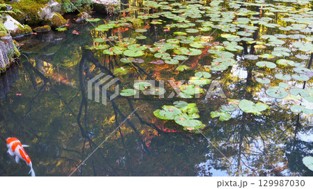 南禅寺の塔頭　天授庵　池泉回遊式庭園の美しい池（京都府京都市左京区） 129987030