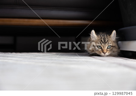 ソファの下にいる生後3か月の仔猫（アメリカンカール） 129987045