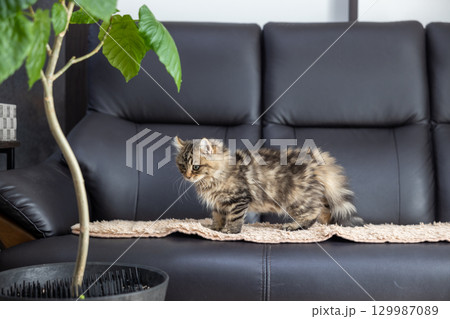 黒い革製のソファの上にいる生後3か月の仔猫(アメリカンカール) 黒い革製のソファの上にいる生後3か月の仔猫(アメリカンカール) 129987089