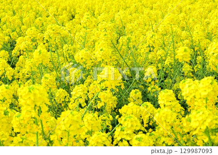 なのはな畑 129987093