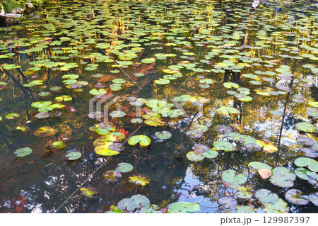南禅寺の塔頭　天授庵　池泉回遊式庭園の美しい池（京都府京都市左京区） 129987397