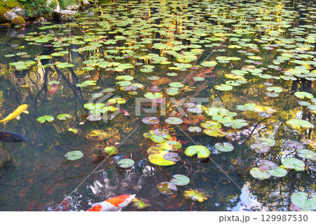 南禅寺の塔頭　天授庵　池泉回遊式庭園の美しい池（京都府京都市左京区） 129987530