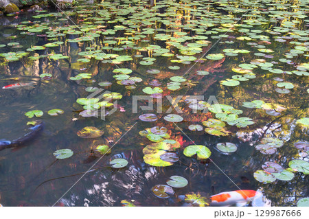 南禅寺の塔頭　天授庵　池泉回遊式庭園の美しい池（京都府京都市左京区） 129987666