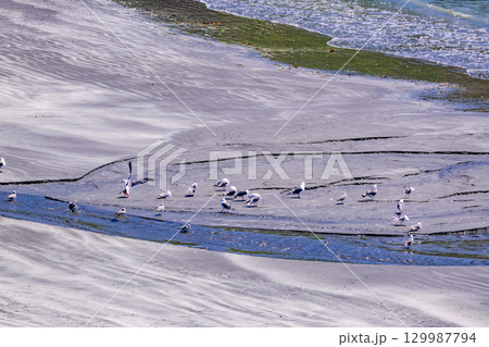 浜中町 羨古丹(ウラヤコタン)駐車公園から望む太平洋と海岸の風景 浜中町 羨古丹(ウラヤコタン)駐車公園から望む太平洋と海岸の風景 129987794