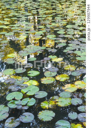 南禅寺の塔頭 天授庵 池泉回遊式庭園の美しい池(京都府京都市左京区) 南禅寺の塔頭 天授庵 池泉回遊式庭園の美しい池(京都府京都市左京区) 129987944