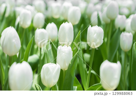Blooming white tulips. tulip flowers with deep red petals. forming flower arrangement background. 129988063