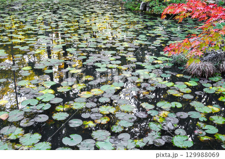 南禅寺の塔頭　天授庵　池泉回遊式庭園の美しい池（京都府京都市左京区） 129988069
