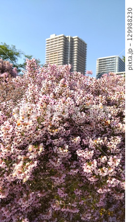 草津川跡地整公園のジャノメエリカ 129988230