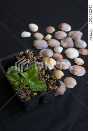 environmental contrast: green basil and dead plants with shells 129988246