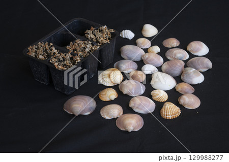 climate change impact on nature: dried plants and sea shells 129988277