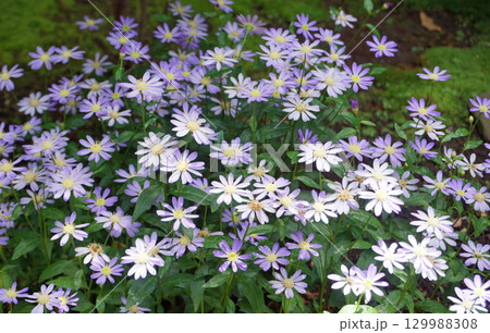 シオンの花園 129988308