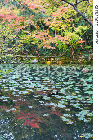 南禅寺の塔頭 天授庵 美しい池泉回遊式庭園(京都府京都市左京区) 南禅寺の塔頭 天授庵 美しい池泉回遊式庭園(京都府京都市左京区) 129988385
