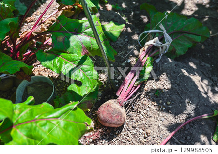 収獲したビーツ 収獲したビーツ 129988505