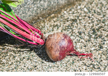 洗った収獲したビーツ 129988507